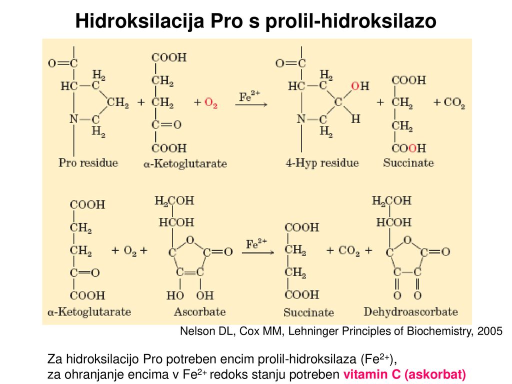 Hidroksilacija Pro s prolil-hidroksilazo