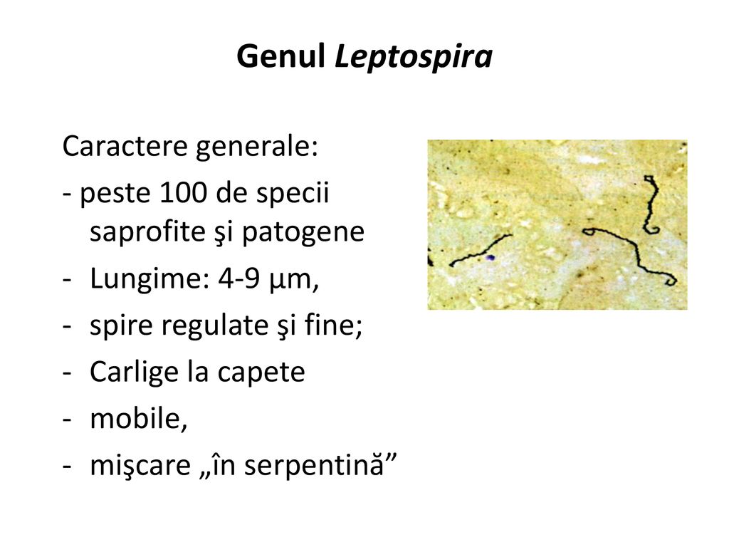 Genul Leptospira Caractere generale: