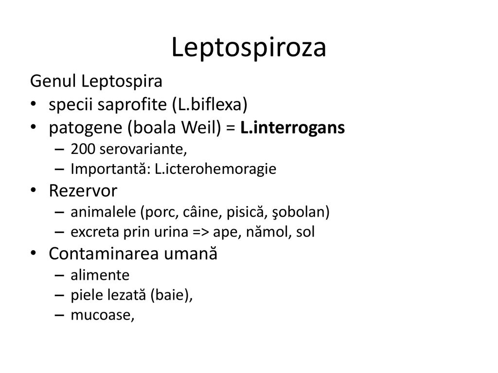 Leptospiroza Genul Leptospira specii saprofite (L.biflexa)