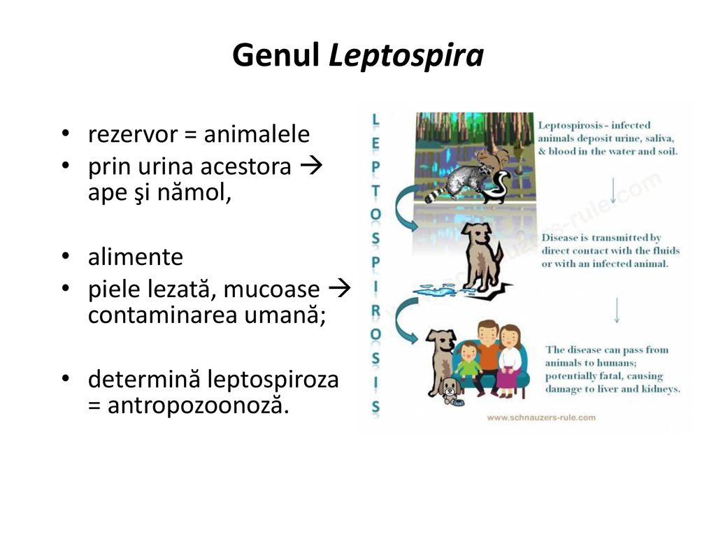 Genul Leptospira rezervor = animalele