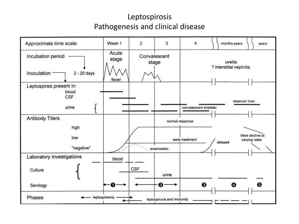 Leptospirosis Pathogenesis and clinical disease