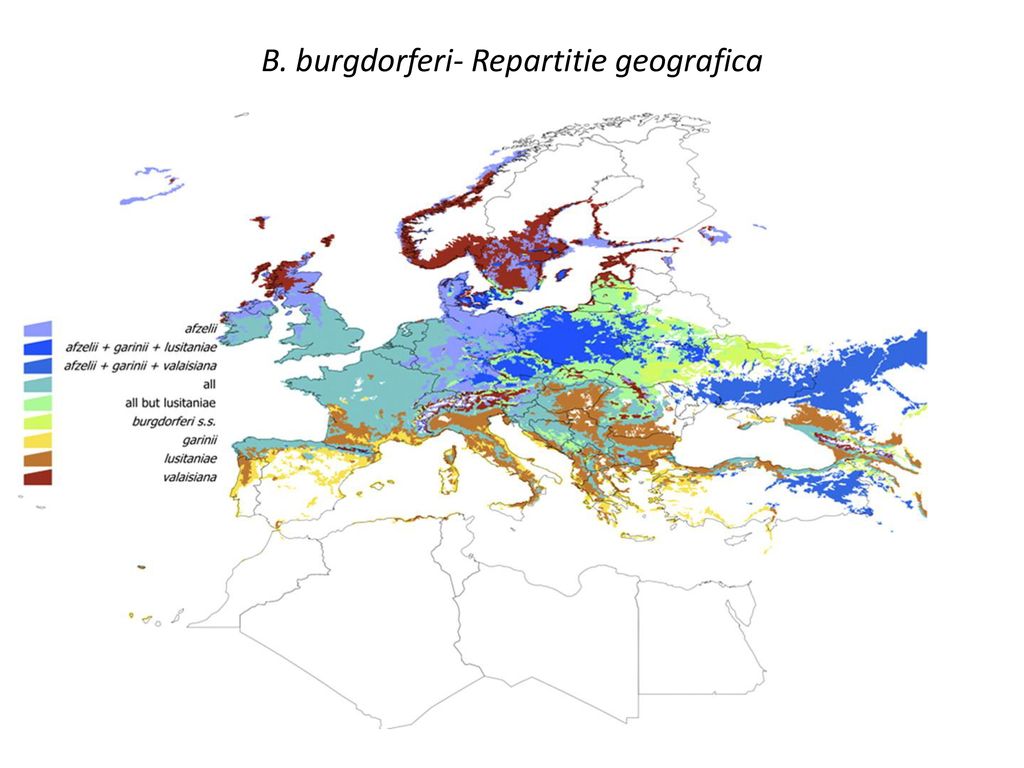 B. burgdorferi- Repartitie geografica