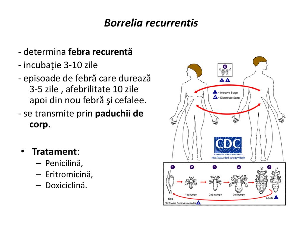 Borrelia recurrentis Tratament: