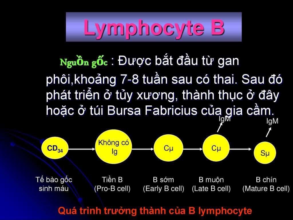 Quá trình trưởng thành của B lymphocyte