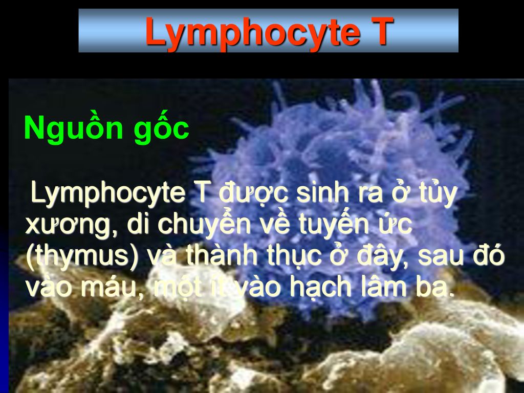 Lymphocyte T Nguồn gốc.
