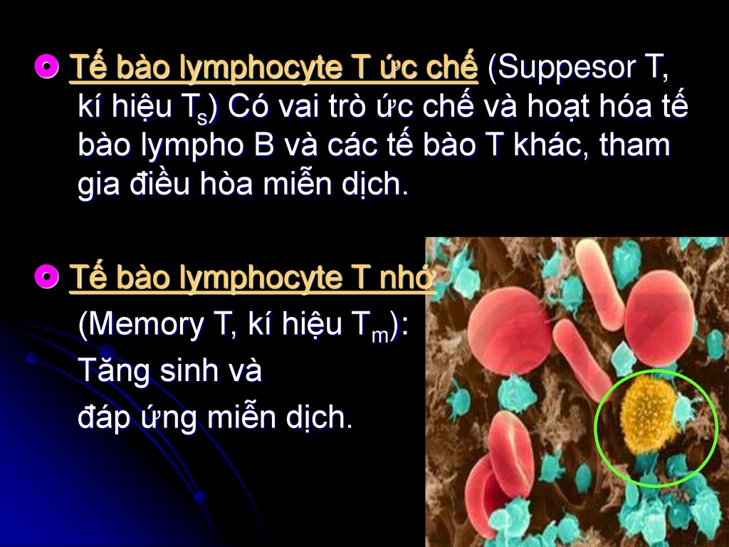  Tế bào lymphocyte T ức chế (Suppesor T, kí hiệu Ts) Có vai trò ức chế và hoạt hóa tế bào lympho B và các tế bào T khác, tham gia điều hòa miễn dịch.