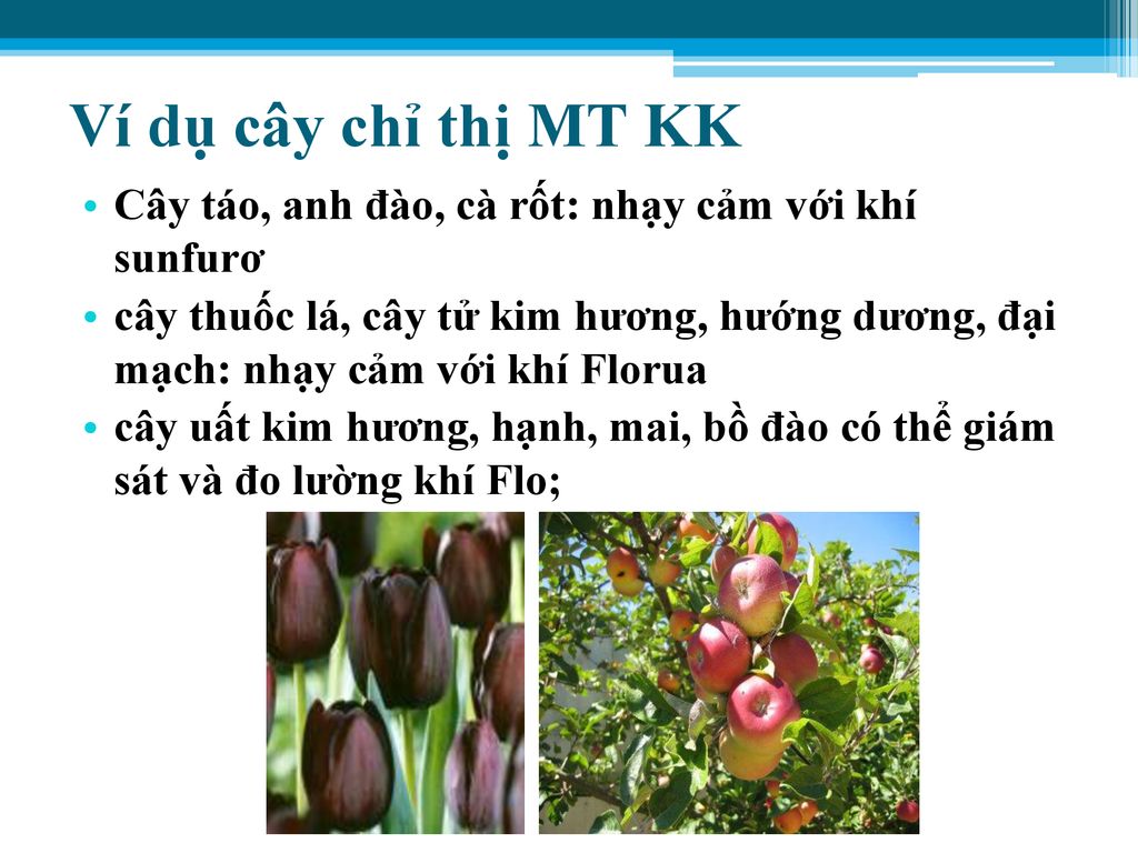 Ví dụ cây chỉ thị MT KK Cây táo, anh đào, cà rốt: nhạy cảm với khí sunfurơ.