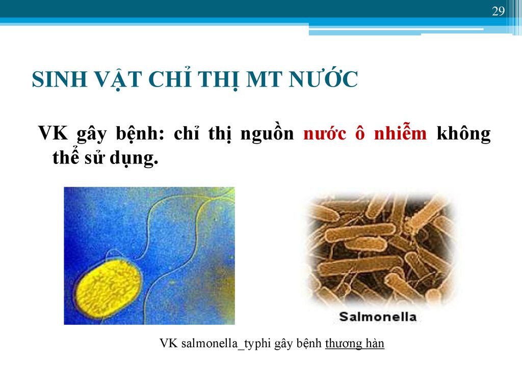 VK salmonella_typhi gây bệnh thương hàn