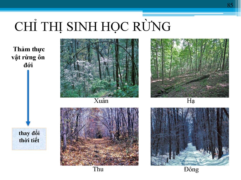 Thảm thực vật rừng ôn đới