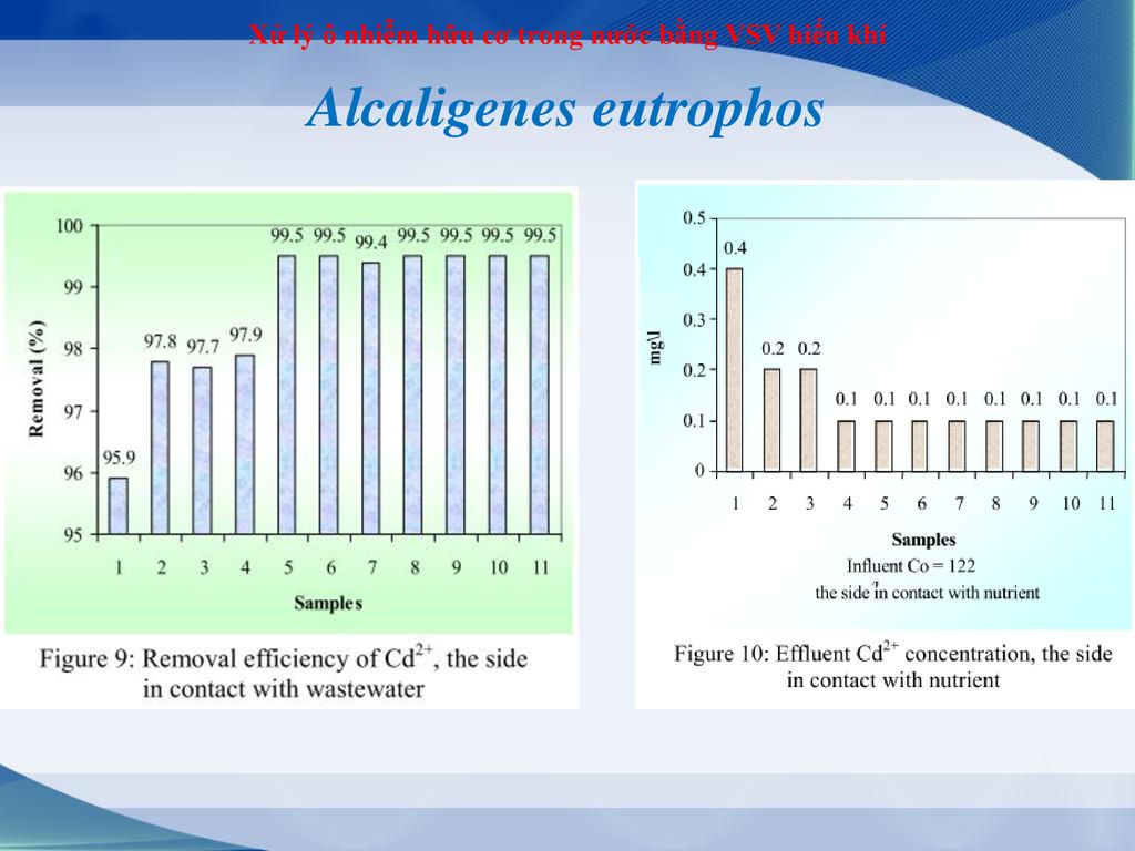 Alcaligenes eutrophos