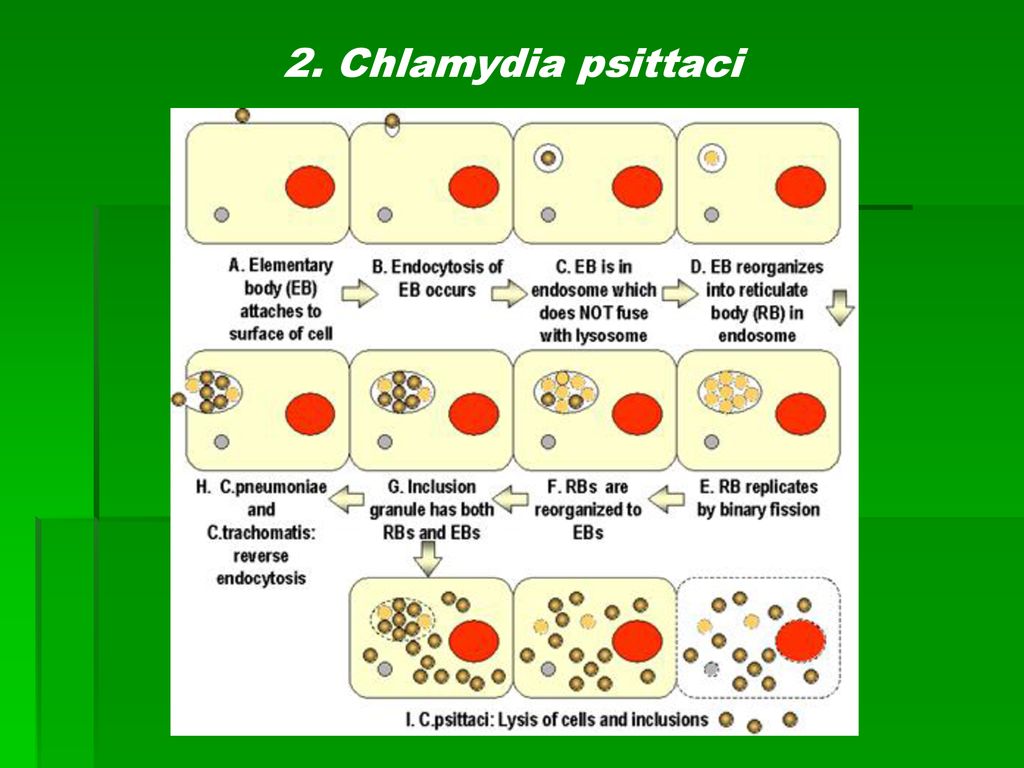 Откуда берутся хламидии. Жизненный цикл хламидии микробиология. Патогенез урогенитального хламидиоза. Урогенитальный хламидиоз этиология.