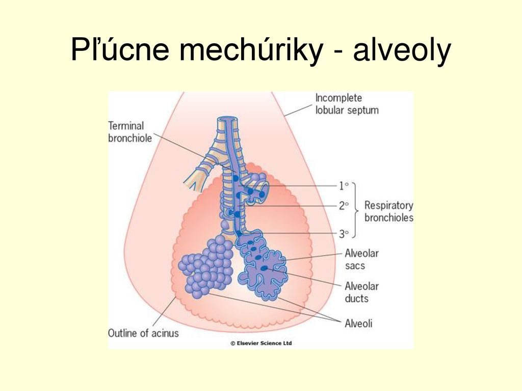 Pľúcne mechúriky - alveoly