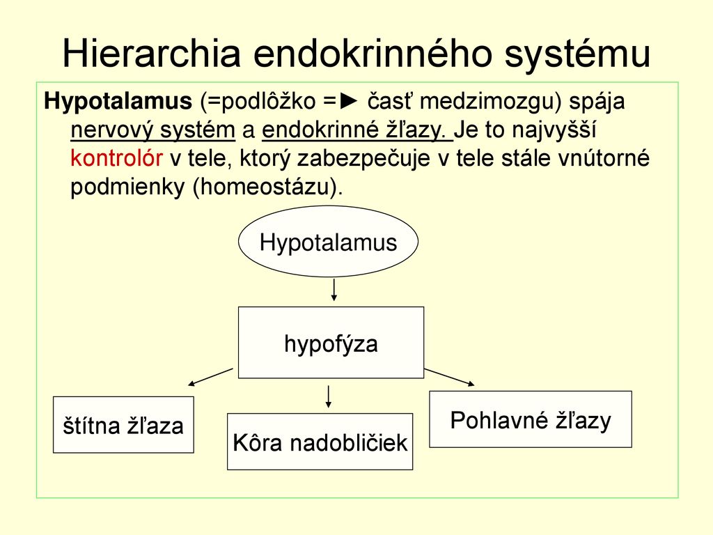 Hierarchia endokrinného systému