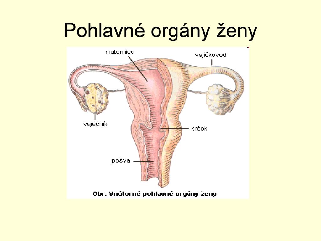 Pohlavné orgány ženy