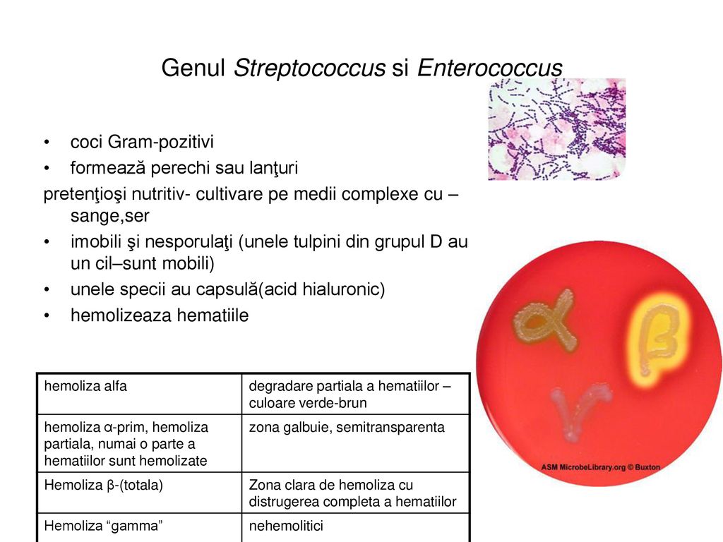 Genul Streptococcus si Enterococcus