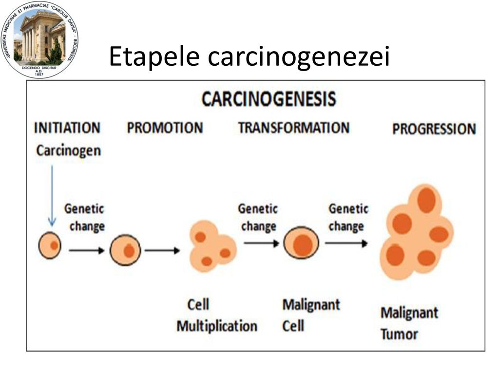 Etapele carcinogenezei