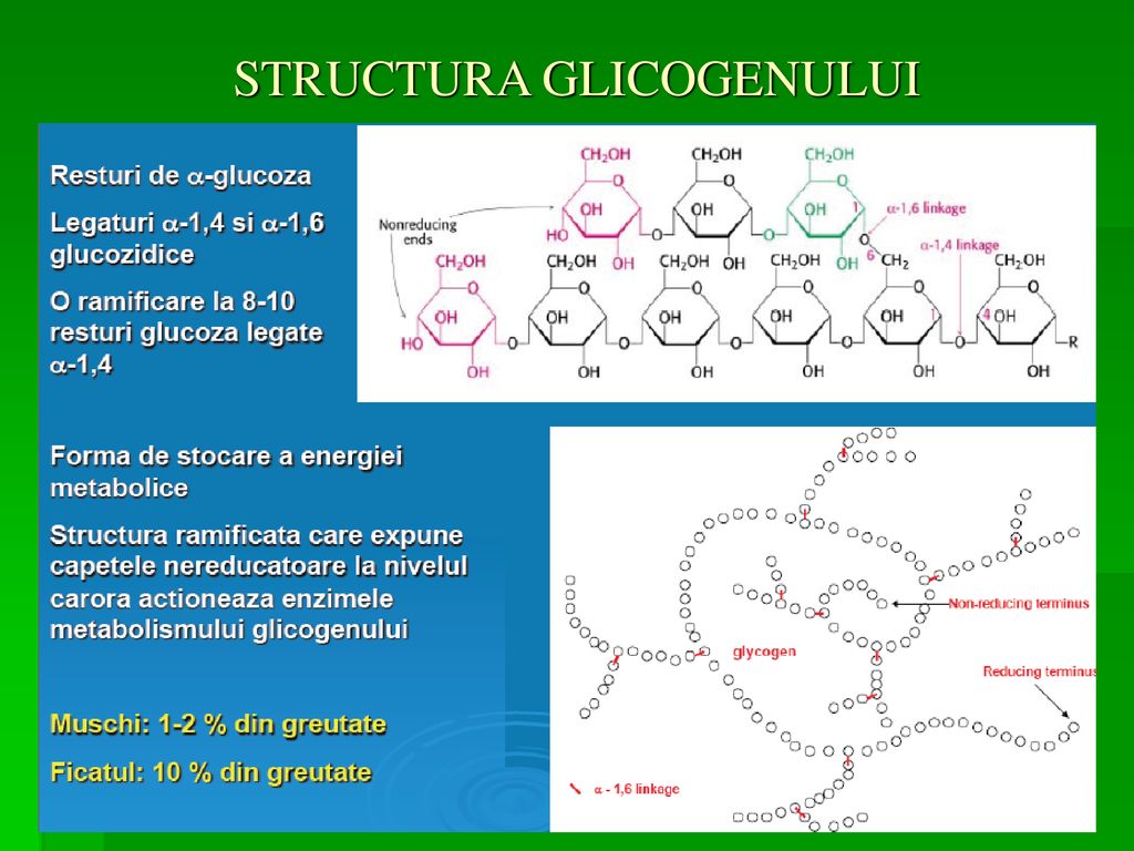 structura glicogenului și biogeneza anti-îmbătrânire)