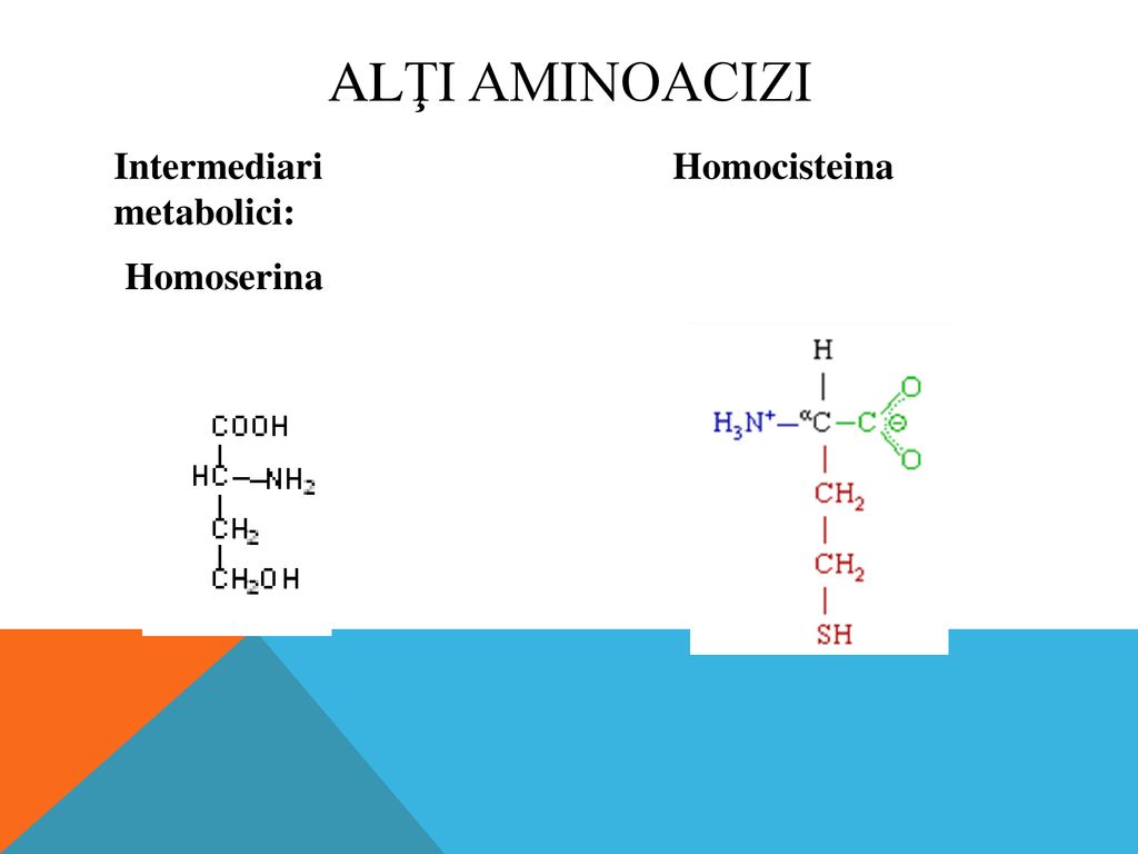 Alţi aminoacizi Intermediari metabolici: Homoserina Homocisteina