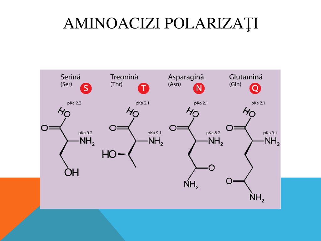 Aminoacizi polarizaţi