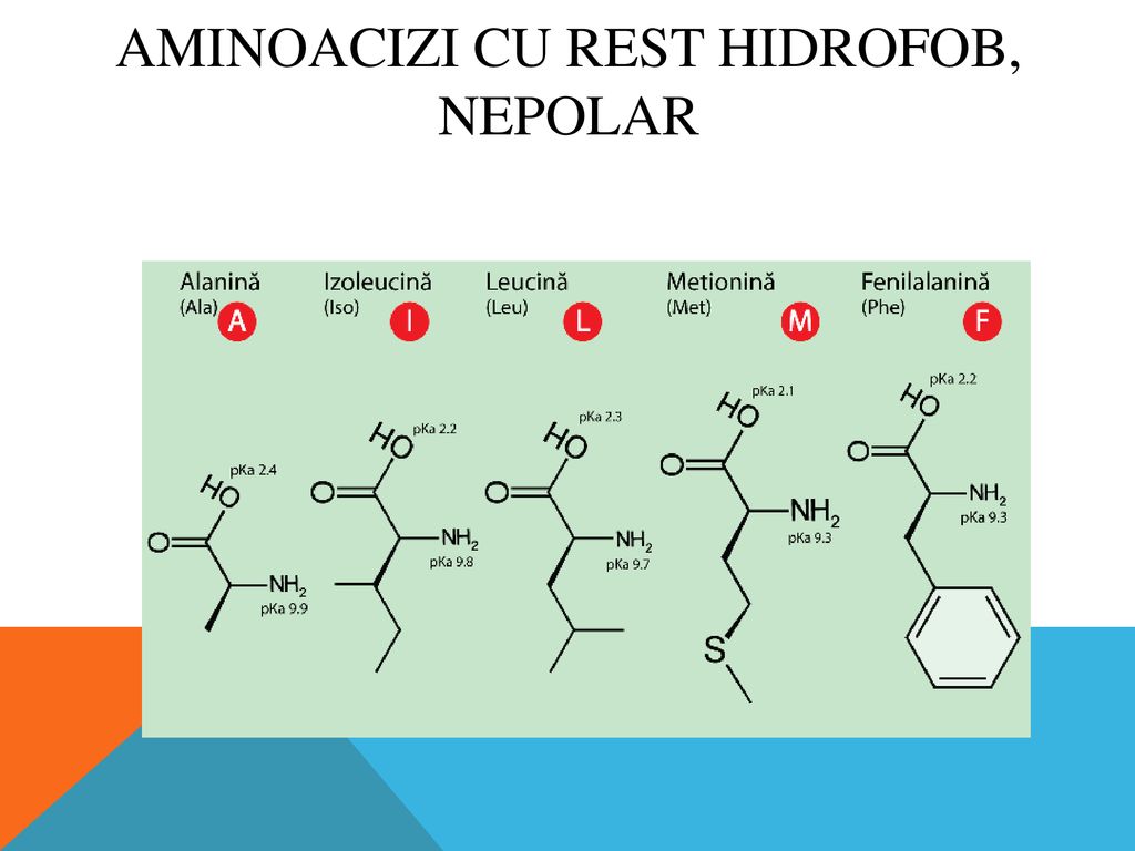 Aminoacizi cu rest hidrofob, nepolar
