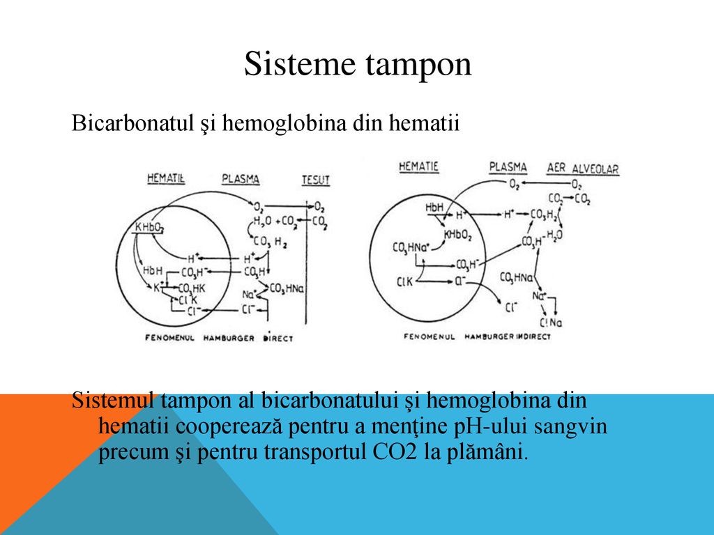Sisteme tampon Bicarbonatul şi hemoglobina din hematii