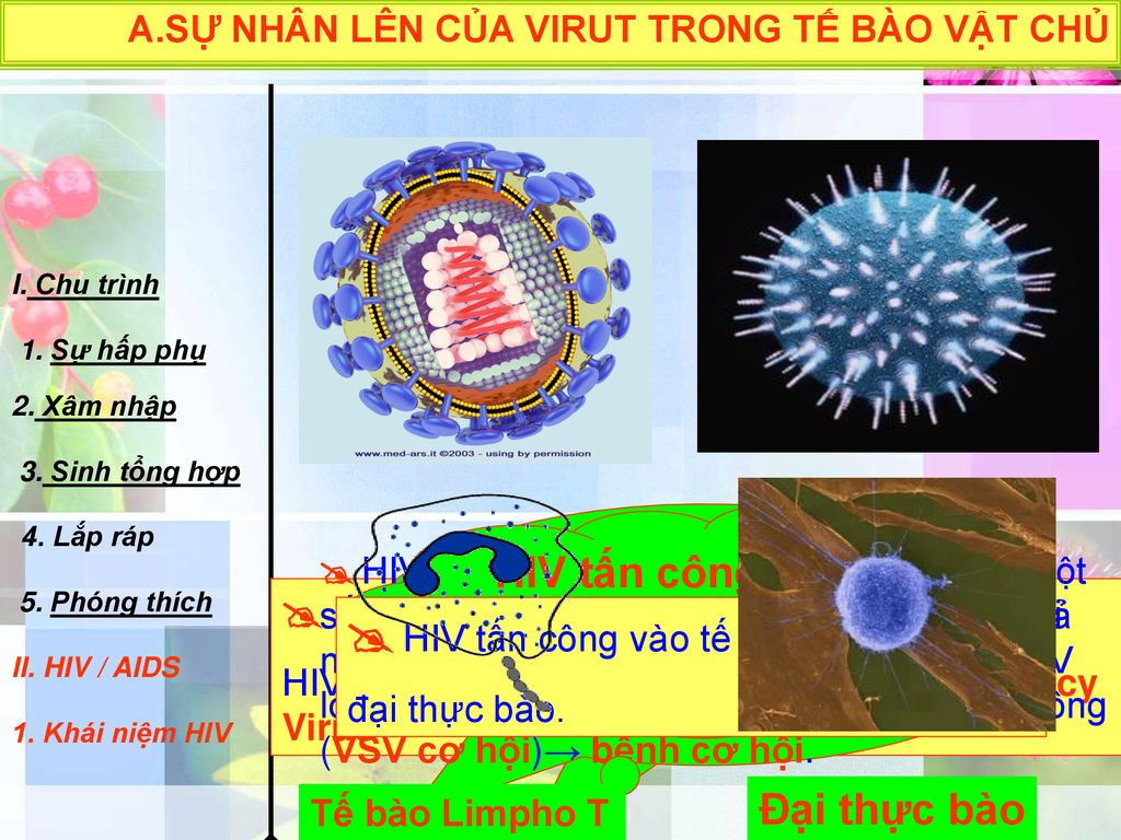 HIV là gì  HIV tấn công vào tế bào Limpho T và
