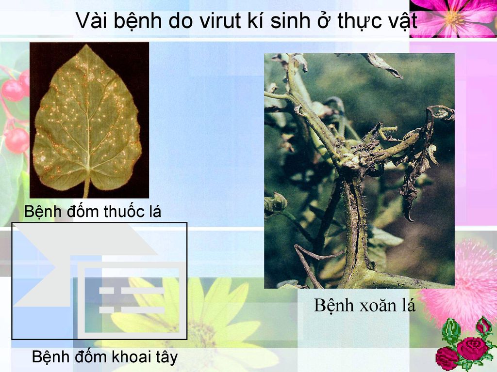 Vài bệnh do virut kí sinh ở thực vật