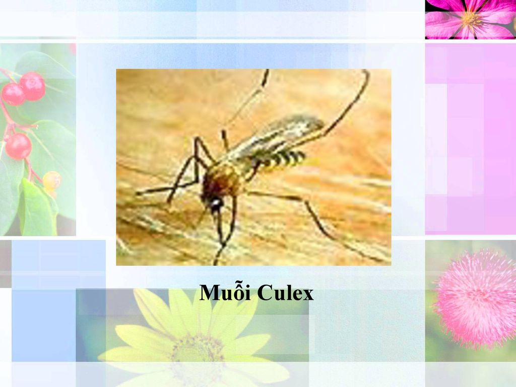 Muỗi Culex