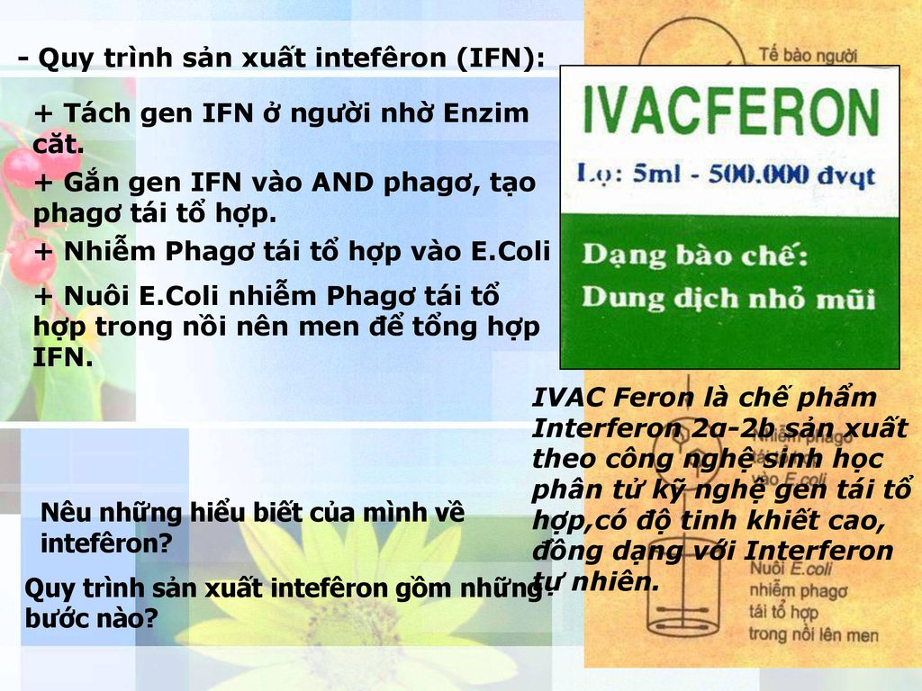 - Quy trình sản xuất intefêron (IFN):