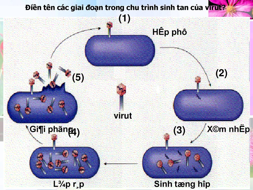 Điền tên các giai đoạn trong chu trình sinh tan của virut