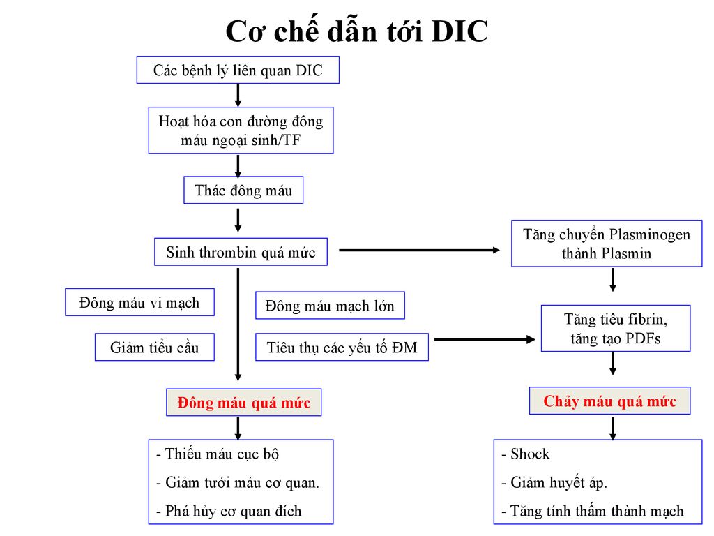Cơ chế dẫn tới DIC Các bệnh lý liên quan DIC