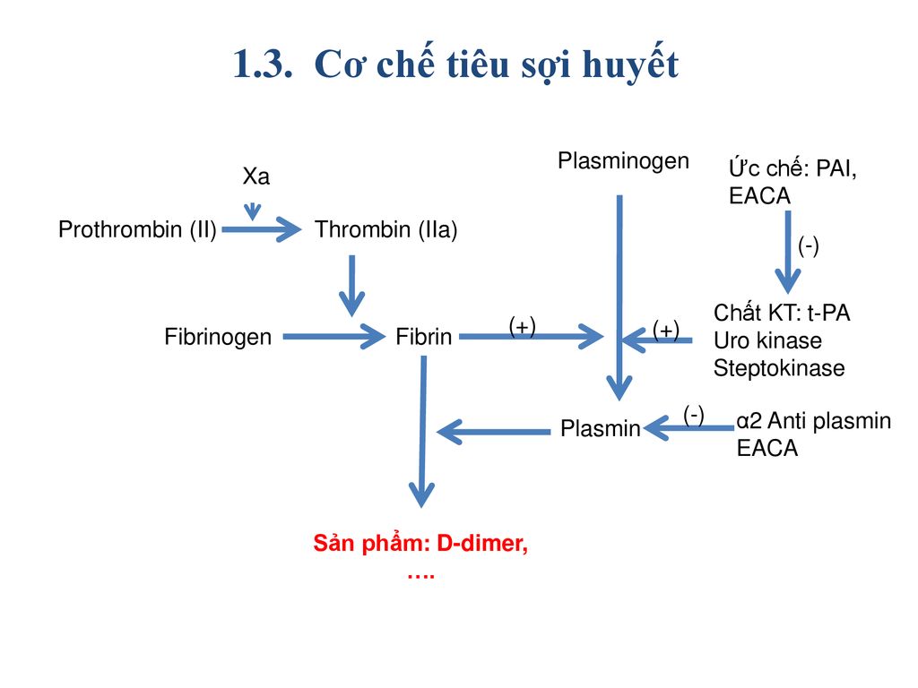1.3. Cơ chế tiêu sợi huyết (-) Fibrin Plasmin Sản phẩm: D-dimer, ….