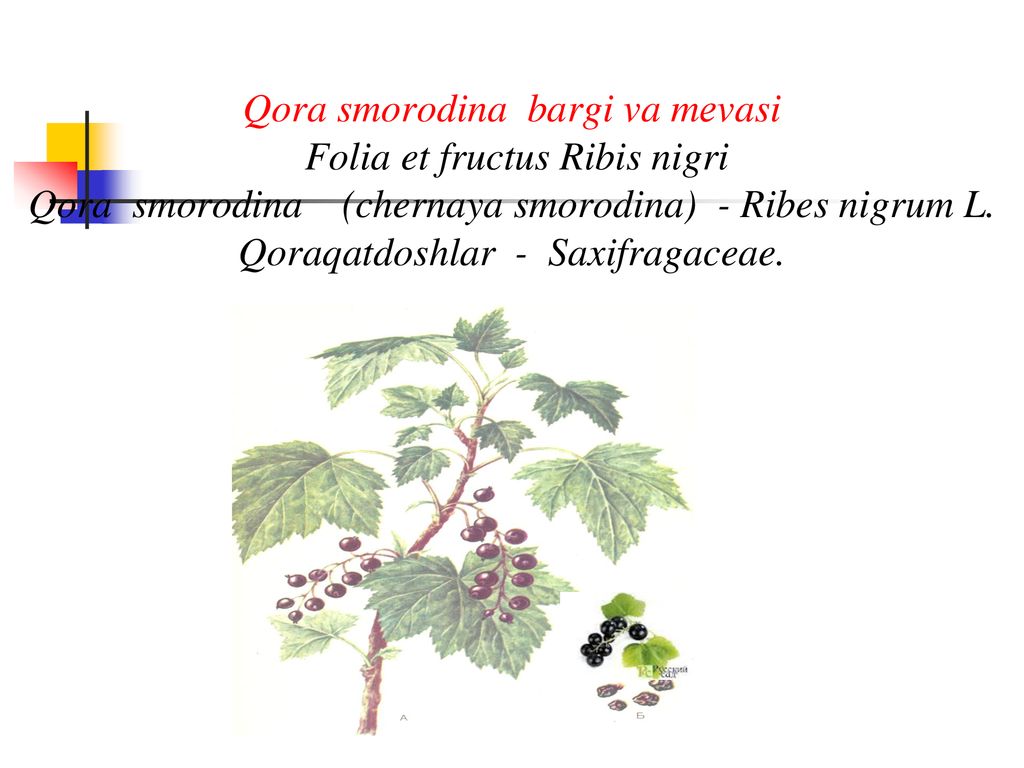 Qora smorodina bargi va mеvasi Folia et fructus Ribis nigri Qora smorodina (chernaya smorodina) - Ribes nigrum L.