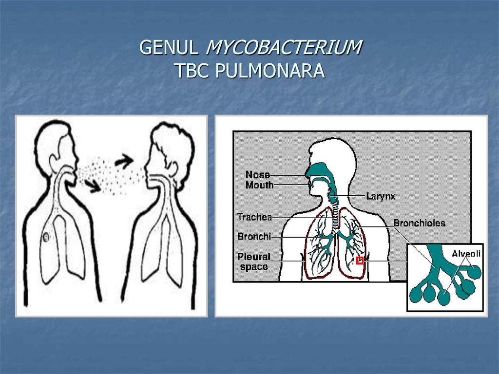 GENUL MYCOBACTERIUM TBC PULMONARA