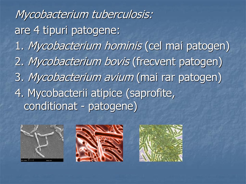 Mycobacterium tuberculosis: