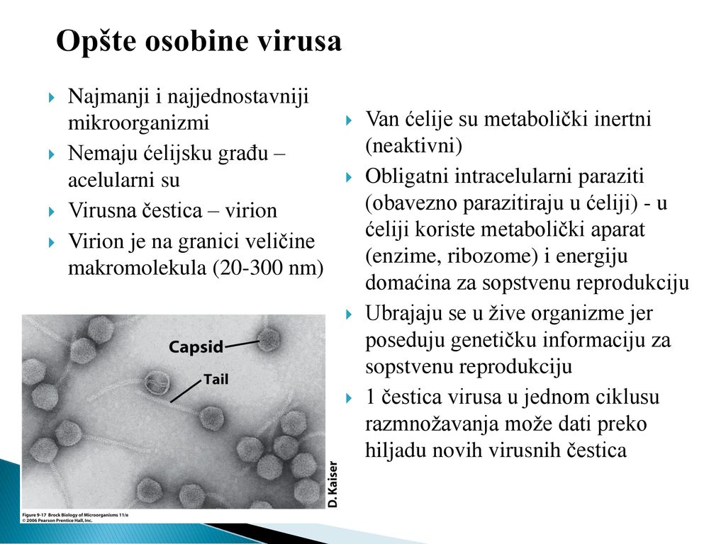 virusi osobine oxiurose transmissao sintomas tratamento e prevencao