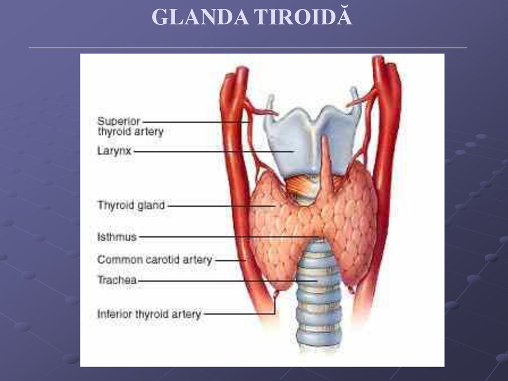 Щитовидная железа нормальная функция. Физиология щитовидной железы. Функции щитовидной железы. Кровоснабжение щитовидной железы.