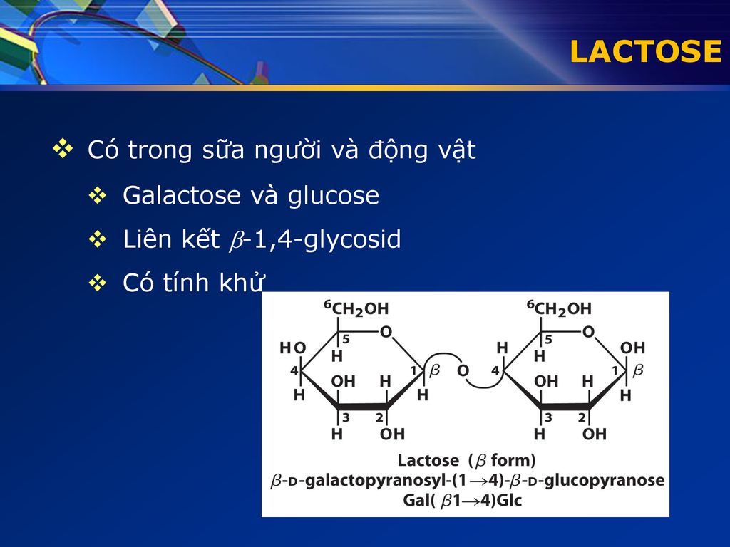 LACTOSE Có trong sữa người và động vật Galactose và glucose