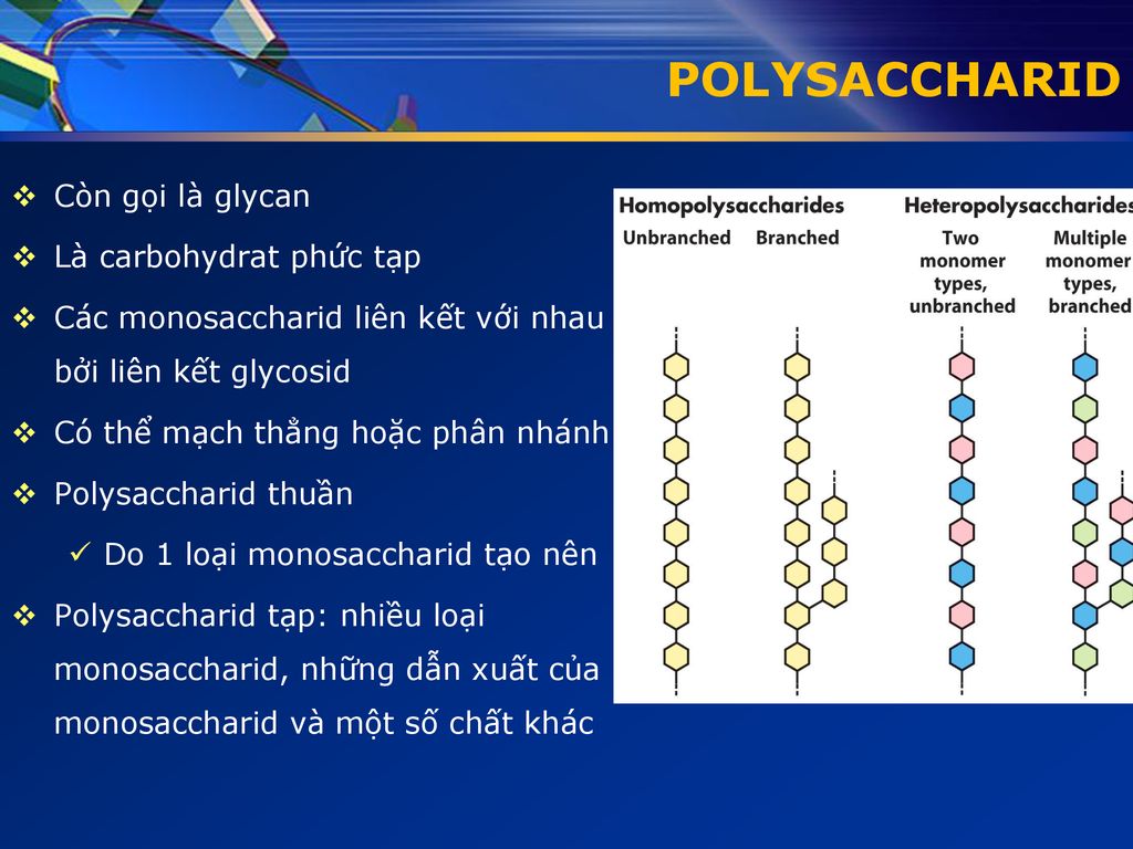 POLYSACCHARID Còn gọi là glycan Là carbohydrat phức tạp