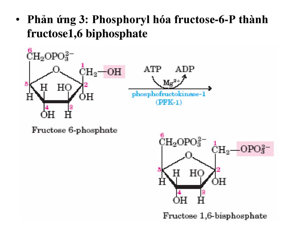 Phản ứng 3: Phosphoryl hóa fructose-6-P thành fructose1,6 biphosphate