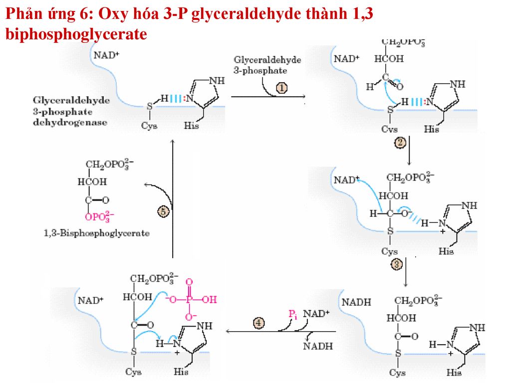 Phản ứng 6: Oxy hóa 3-P glyceraldehyde thành 1,3 biphosphoglycerate