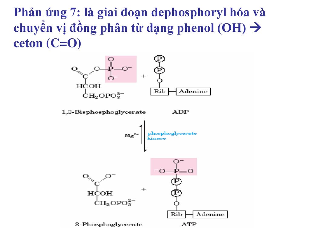 Phản ứng 7: là giai đoạn dephosphoryl hóa và chuyển vị đồng phân từ dạng phenol (OH)  ceton (C=O)