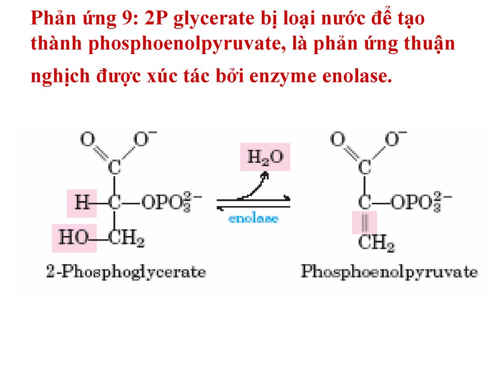 Phản ứng 9: 2P glycerate bị loại nước để tạo thành phosphoenolpyruvate, là phản ứng thuận nghịch được xúc tác bởi enzyme enolase.