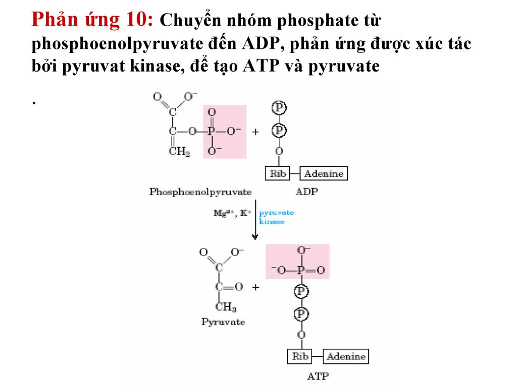Phản ứng 10: Chuyển nhóm phosphate từ phosphoenolpyruvate đến ADP, phản ứng được xúc tác bởi pyruvat kinase, để tạo ATP và pyruvate .