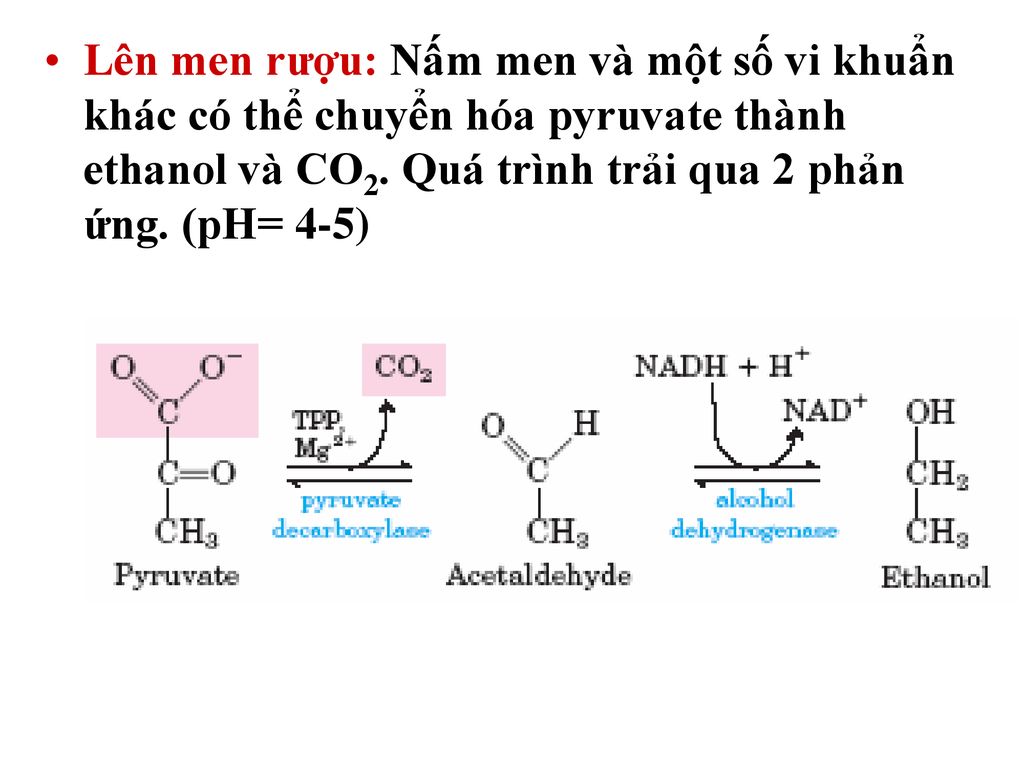Lên men rượu: Nấm men và một số vi khuẩn khác có thể chuyển hóa pyruvate thành ethanol và CO2.