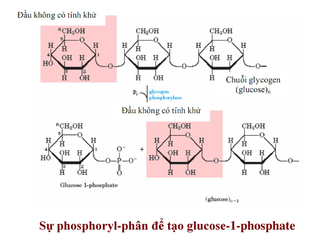 Sự phosphoryl-phân để tạo glucose-1-phosphate