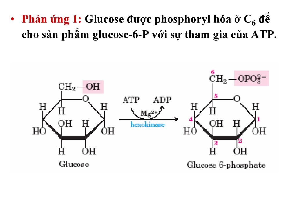 Phản ứng 1: Glucose được phosphoryl hóa ở C6 để cho sản phẩm glucose-6-P với sự tham gia của ATP.