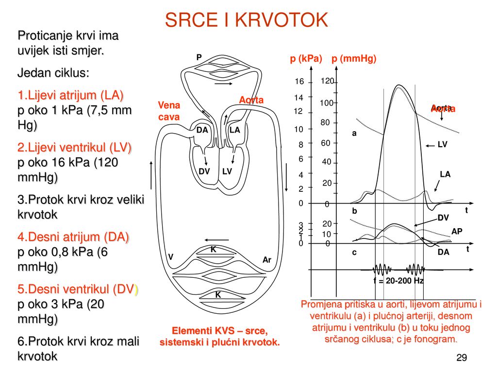 BIOMEHANIKA KARDIOVASKULARNOG SISTEMA - Ppt κατέβασμα