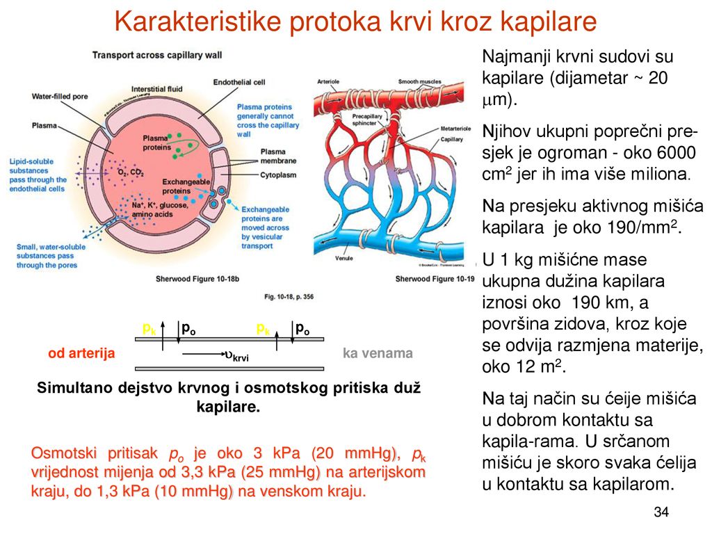 BIOMEHANIKA KARDIOVASKULARNOG SISTEMA - Ppt κατέβασμα