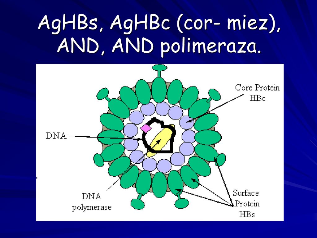 Вирусный гепатит антиген. Вирус гепатита b (HBV). Строение вируса гепатита в. Строение вируса гепатита с схема. HBSAG , ДНК HBV.